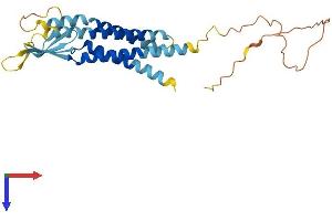AlphaFold protein structure predicition of Mouse Recombinant Cacng5 Protein, UniprotID Q8VHW4