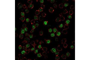 Immunofluorescence Analysis of PFA-fixed Ramos cells labeling PU.