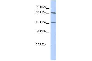 Western Blotting (WB) image for anti-Retinoblastoma Binding Protein 5 (RBBP5) antibody (ABIN2458075) (RBBP5 anticorps)