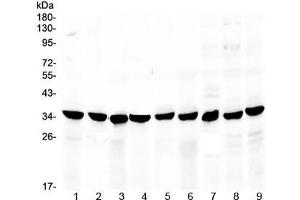 Western blot testing of 1) rat stomach, 2) rat small intestine, 3) rat pancreas, 4) mouse stomach, 5) mouse pancreas, 6) human MCF7, 7) human HeLa and 8) human 22RV1 lysate with COPE antibody at 0. (COPE anticorps)