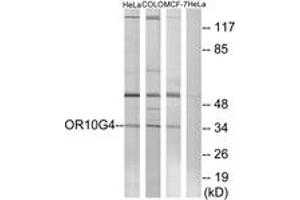 Western blot analysis of extracts from HeLa/COLO/MCF-7 cells, using OR10G4 Antibody. (OR10G4 anticorps  (AA 230-279))