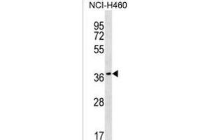 RAB36 Antibody (C-term) (ABIN1537092 and ABIN2849894) western blot analysis in NCI- cell line lysates (35 μg/lane). (RAB36 anticorps  (C-Term))