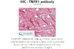 Image no. 1 for anti-Tumor Necrosis Factor Receptor Superfamily, Member 1A (TNFRSF1A) antibody (ABIN1740186) (TNFRSF1A anticorps)