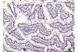 IHC analysis of PC4/SUB1 using anti-PC4/SUB1 antibody (ABIN7602184).