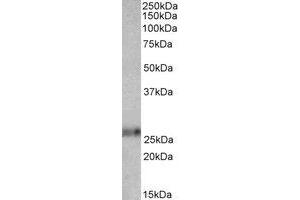 Western Blotting (WB) image for anti-Ephrin A1 (EFNA1) (AA 144-155) antibody (ABIN793208) (Ephrin A1 anticorps  (AA 144-155))