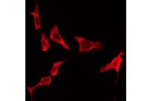 ABIN6276211 staining Hela by IF/ICC. (Relaxin 3 Receptor 1 anticorps  (Internal Region))