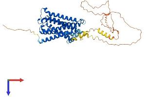 AlphaFold protein structure predicition of Human Recombinant CHRM2 Protein, UniprotID P08172