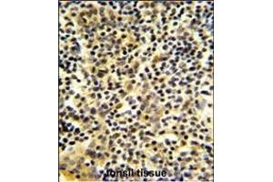 Formalin-fixed and paraffin-embedded human tonsil tissue reacted with BPI Antibody (Center), which was peroxidase-conjugated to the secondary antibody, followed by DAB staining.
