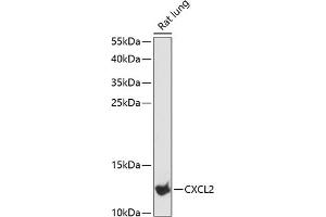 Western blot analysis of extracts of rat lung, using CXCL2 antibody (ABIN6130154, ABIN6139275, ABIN6139276 and ABIN6216344) at 1:3000 dilution. (CXCL2 anticorps  (AA 1-107))