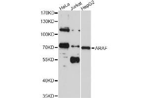 Western blot analysis of extracts of various cell lines, using ARAF antibody (ABIN4902938) at 1:1000 dilution. (ARAF anticorps)