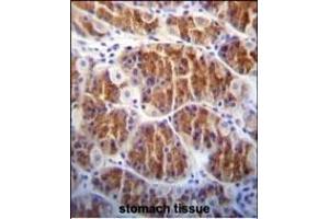 Cdc14 Antibody (ABIN652436 and ABIN2842275) immunohistochemistry analysis in formalin fixed and paraffin embedded human stomach tissue followed by peroxidase conjugation of the secondary antibody and DAB staining. (CDC14A anticorps)