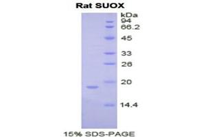 SDS-PAGE (SDS) image for Sulfite Oxidase (SUOX) (AA 397-540) protein (His tag) (ABIN1877621) (SUOX Protein (AA 397-540) (His tag))