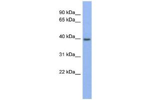 WB Suggested Anti-PANX3 Antibody Titration:  0.