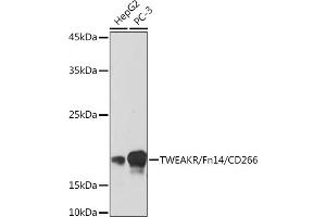 Western blot analysis of extracts of various cell lines, using TWEAKR/Fn14/CD266 Rabbit mAb (ABIN7271064) at 1:500 dilution. (TNFRSF12A anticorps)