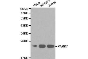 Western blot analysis of extracts of various cell lines, using PARK7 antibody. (PARK7/DJ1 anticorps  (AA 1-189))