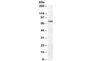 Western blot testing of human cerebellum lysate with WIZ antibody at 0. (WIZ anticorps)