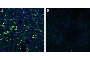 Expression of Calcitonin Receptor-Like Receptor in rat brain stem - Immunohistochemical staining of perfusion-fixed frozen rat brain sections with Anti-CRLR/CALCRL (extracellular) Antibody (ABIN7042979, ABIN7044198 and ABIN7044199), (1:200), followed by goat anti-rabbit-AlexaFluor-488. (CALCRL anticorps  (Extracellular))