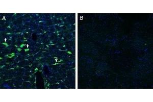 Expression of Calcitonin Receptor-Like Receptor in rat brain stem - Immunohistochemical staining of perfusion-fixed frozen rat brain sections with Anti-CRLR/CALCRL (extracellular) Antibody (ABIN7042979, ABIN7044198 and ABIN7044199), (1:200), followed by goat anti-rabbit-AlexaFluor-488. (CALCRL anticorps  (C-Term, Intracellular))