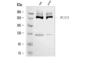Western blot analysis of ACACA using anti-ACACA antibody (ABIN7601254).
