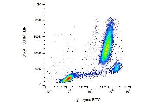 Flow cytometry analysis (intracellular staining) of lysozyme in human peripheral blood with anti-lysozyme (LZ598-10G9) FITC. (LYZ anticorps  (FITC))