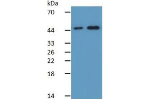 Rabbit Detection antibody from the kit in WB with Positive Control: Sample Lane1: Human Placenta Tissue; Lane2: Human Hela Cells. (Caspase 9 Kit ELISA)