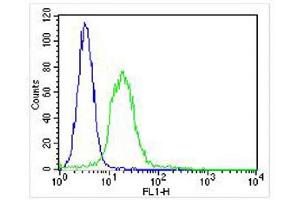 Overlay histogram showing U-2 OS cells stained with (ABIN6243592 and ABIN6578121) (green line).