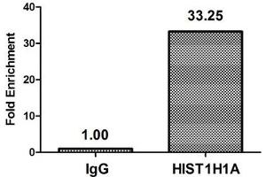 Chromatin Immunoprecipitation Hela (4*10 6 ) were treated with Micrococcal Nuclease, sonicated, and immunoprecipitated with 8 μg anti-HIST1H1A (nacHU) or a control normal rabbit IgG. (Histone H1.1 anticorps)