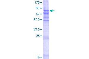 Image no. 1 for Zinc Metalloproteinase, Ste24 (Zmpste24) (AA 1-475) protein (GST tag) (ABIN1325829)