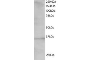 Western Blotting (WB) image for anti-Transcription Factor 19 (TCF19) (C-Term) antibody (ABIN2466242) (TCF19 anticorps  (C-Term))