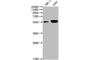 Western Blot Positive WB detected in: THP-1 whole cell lysate, U251 whole cell lysate All lanes: IRAK4 antibody at 1:2000 Secondary Goat polyclonal to rabbit IgG at 1/50000 dilution Predicted band size: 52, 38 kDa Observed band size: 55 kDa (Recombinant IRAK4 anticorps)