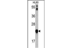 Western blot analysis of GLO1 antibody in HL60 cell line lysates (35ug/lane) (GLO1 anticorps  (N-Term))