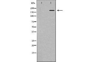 Western blot analysis of extracts of HEK-293, using HCFC1 antibody. (HCFC1 anticorps  (N-Term))