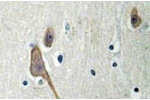 Immunohistochemistry (IHC) analyzes of 14-3-3 zeta antibody in paraffin-embedded human brain tissue. (14-3-3 zeta anticorps)