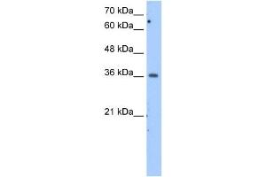 MDH1 antibody used at 2. (MDH1 anticorps)