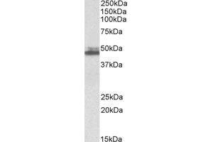 Western Blotting (WB) image for anti-SH3-Domain GRB2-Like 1 (SH3GL1) (Internal Region) antibody (ABIN2464515) (SH3GL1 anticorps  (Internal Region))