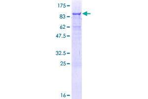 Image no. 1 for Ameloblastin (Enamel Matrix Protein) (AMBN) (AA 1-447) protein (GST tag) (ABIN1344966)