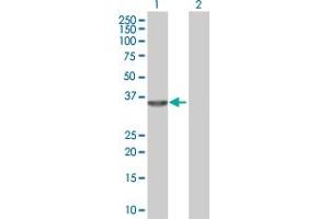 Western Blot analysis of RNASEH1 expression in transfected 293T cell line by RNASEH1 MaxPab polyclonal antibody. (Ribonuclease H1 anticorps  (AA 1-286))
