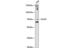 Western blot analysis of extracts of Raji cells, using IGSF8 antibody (ABIN7267851) at 1:1000 dilution.