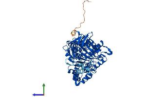 AlphaFold protein structure predicition of Human Recombinant PYROXD2 Protein, UniprotID Q8N2H3