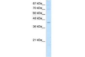 WB Suggested Anti-NXF5 Antibody Titration:  2. (NXF5 anticorps  (Middle Region))