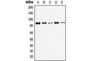 Western blot analysis of Gamma-catenin expression in HeLa (A), A431 (B), MDBK (C), NIH3T3 (D), rat brain (E) whole cell lysates. (JUP anticorps  (C-Term))
