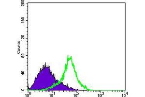 Flow cytometric analysis of Hela cells using Metadherin mouse mAb (green) and negative control (purple).
