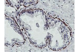 Image no. 1 for anti-Adipocyte Plasma Membrane Associated Protein (APMAP) antibody (ABIN1496664)