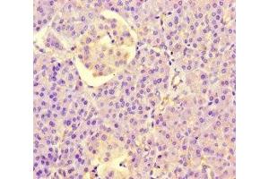 Immunohistochemistry of paraffin-embedded human pancreatic tissue using ABIN7158094 at dilution of 1:100 (PPIL5 anticorps  (AA 18-159))