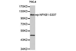 Western blot analysis of extracts of HeLa cells, using Phospho-NFKB1-S337 antibody (ABIN2987371). (NFKB1 anticorps  (pSer337))
