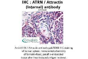 Image no. 1 for anti-Attractin (ATRN) (Internal Region) antibody (ABIN1732098) (Attractin anticorps  (Internal Region))
