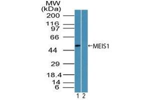 Image no. 1 for anti-Meis Homeobox 1 (MEIS1) (AA 170-220) antibody (ABIN960263) (MEIS1 anticorps  (AA 170-220))