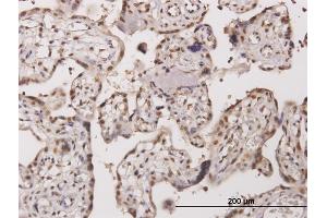 Immunoperoxidase of monoclonal antibody to TESK2 on formalin-fixed paraffin-embedded human placenta. (TESK2 anticorps  (AA 405-542))