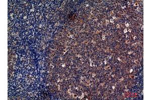 Immunohistochemistry (IHC) analysis of paraffin-embedded Human Tonsils, antibody was diluted at 1:100. (CD13 anticorps  (Internal Region))