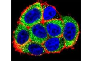 Confocal immunofluorescent analysis of Caspase-9 antibody with HeLa cells followed by Alexa Fluor 488-conjugated goat anti-rabbit lgG (green).
